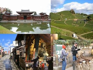 京都から宇治平等院と穴場の茶畑広がる和束町散策経由で奈良東大寺大仏殿ツアー